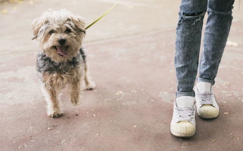 Veterinary client waiting for curbside check-in.