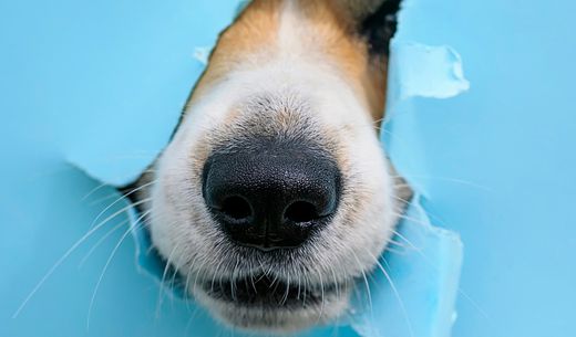 Dog's nose coming through blue paper.