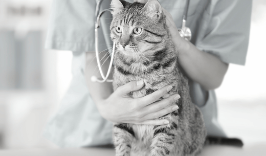 Vet tech with cat.