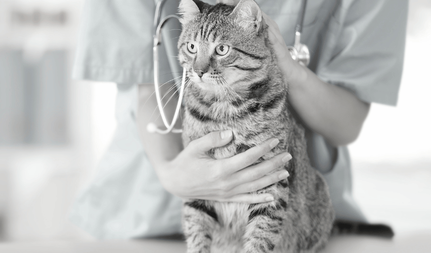 Vet tech with cat.