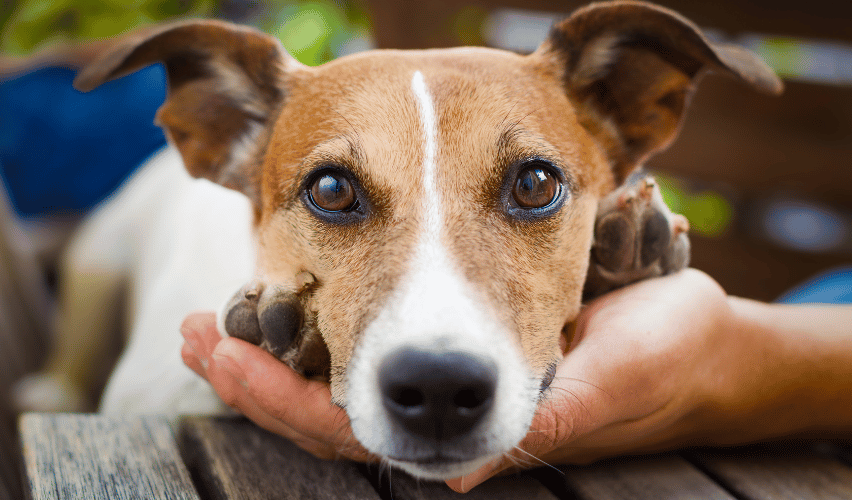 Closeup of a dog.
