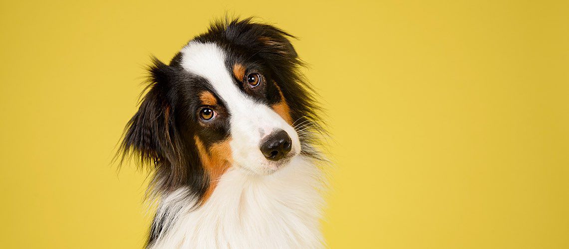 Australian shepherd dog with a yellow background