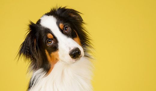 Australian shepherd dog with a yellow background