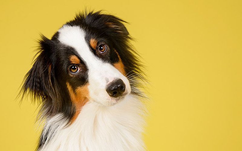 Australian shepherd dog with a yellow background