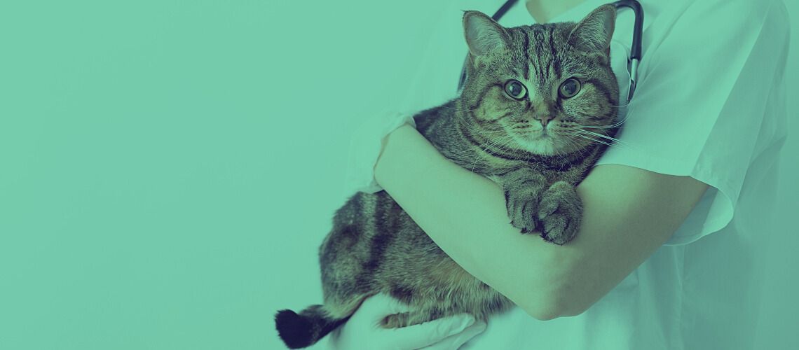 A veterinarian holds a striped cat in their arms.