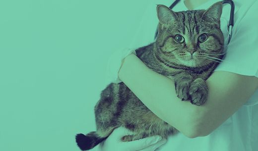 A veterinarian holds a striped cat in their arms.