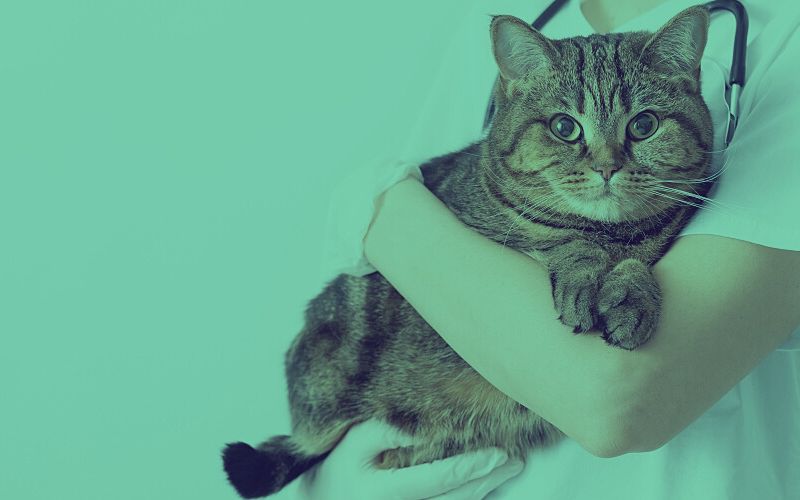 A veterinarian holds a striped cat in their arms.