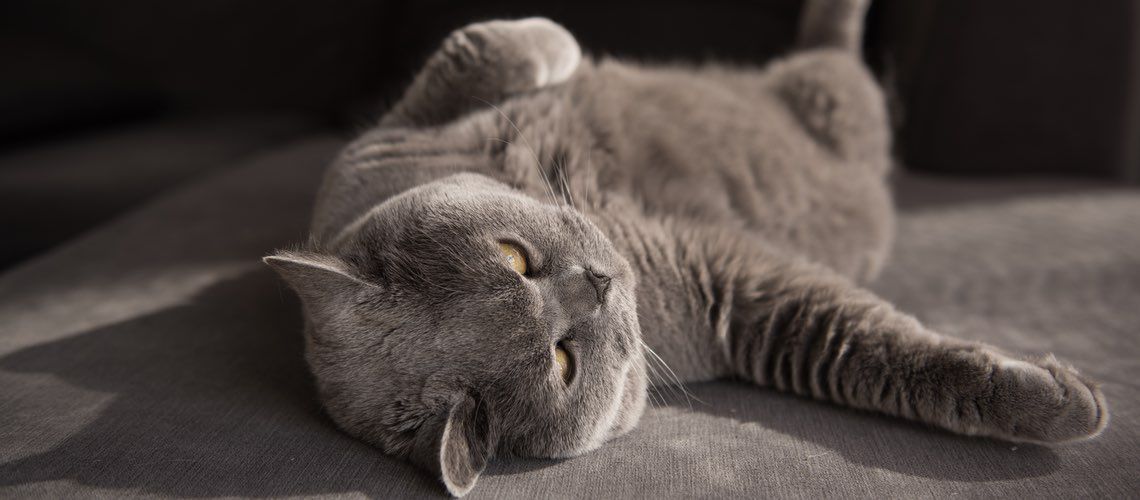 Gray cat stretching on the floor.