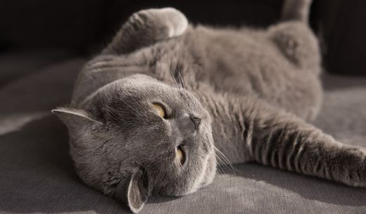 Gray cat stretching on the floor.