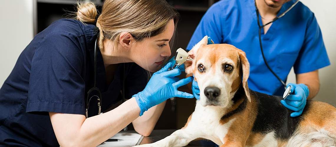 Two veterinarians examine a dog on a table.