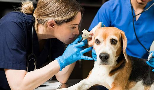 Two veterinarians examine a dog on a table.