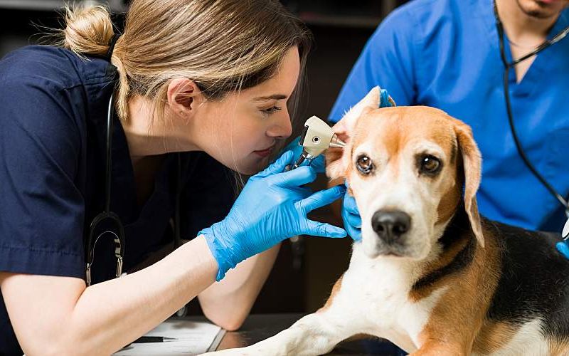 Two veterinarians examine a dog on a table.