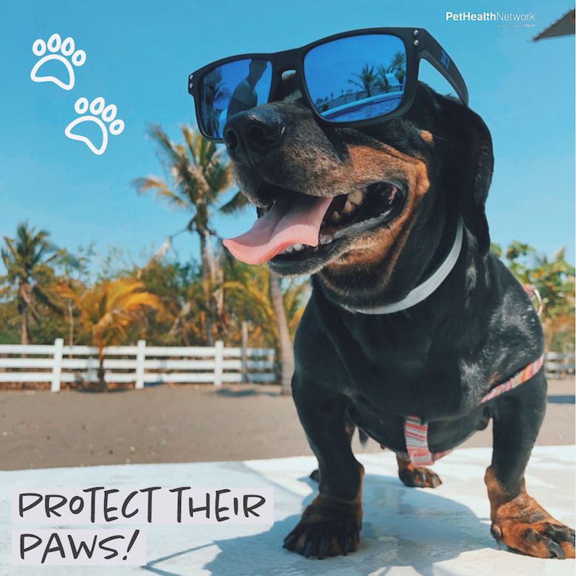Social media post reminder to protect dogs paws in the heat.