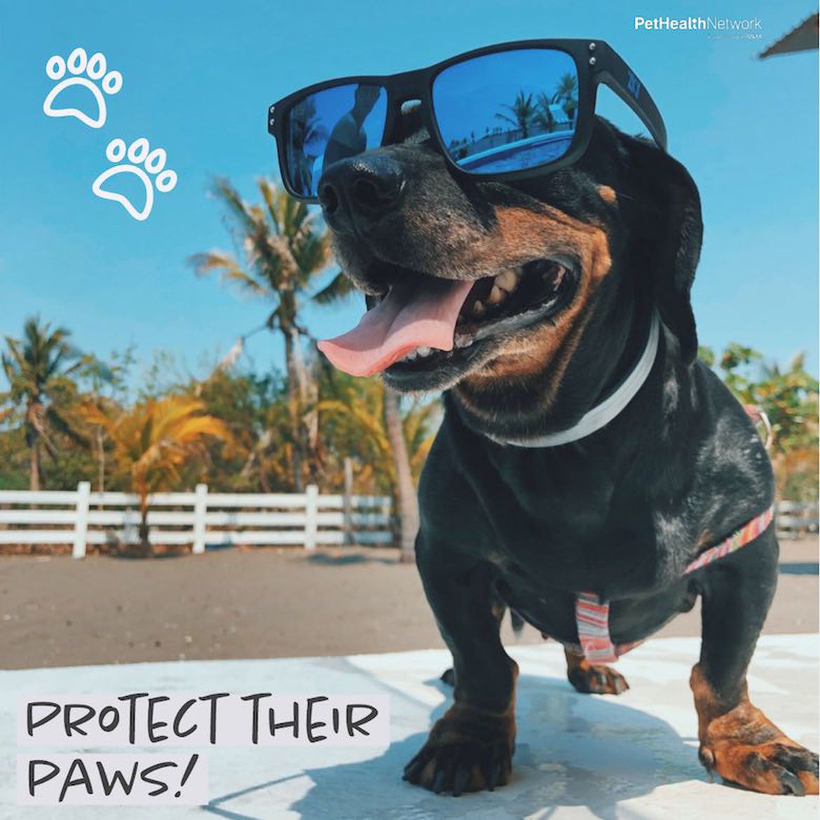 Social media post reminder to protect dogs paws in the heat.