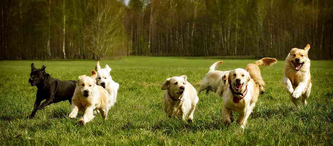 Golden retrievers and labradors running through a field.