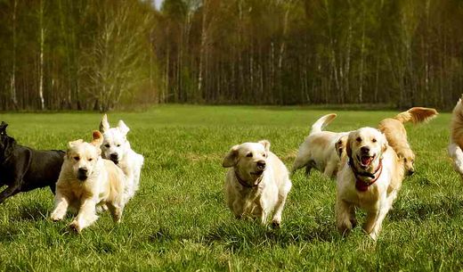 Golden retrievers and labradors running through a field.