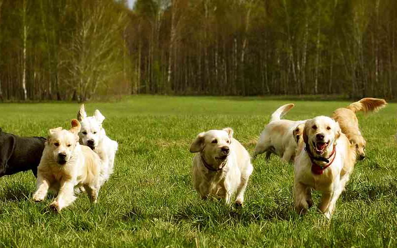 Golden retrievers and labradors running through a field.