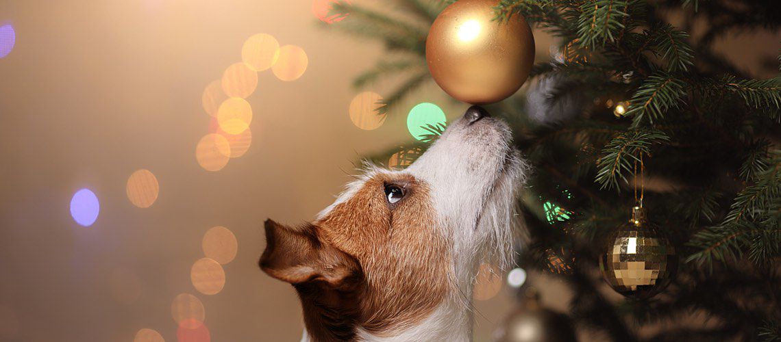A Jack Russell terrier sniffs a gold-colored ornament on a Christmas tree.