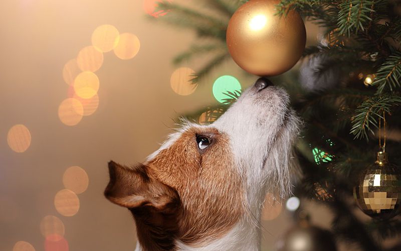 A Jack Russell terrier sniffs a gold-colored ornament on a Christmas tree.