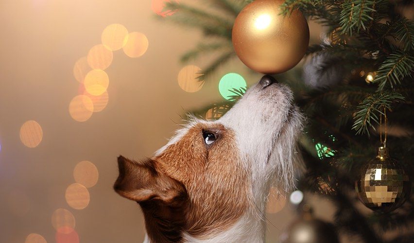A Jack Russell terrier sniffs a gold-colored ornament on a Christmas tree.