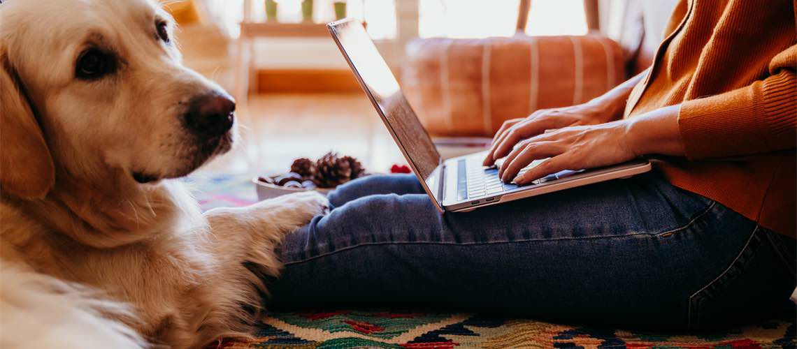 Woman working on a laptop with dog sitting on her lap.
