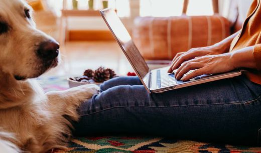 Woman working on a laptop with dog sitting on her lap.