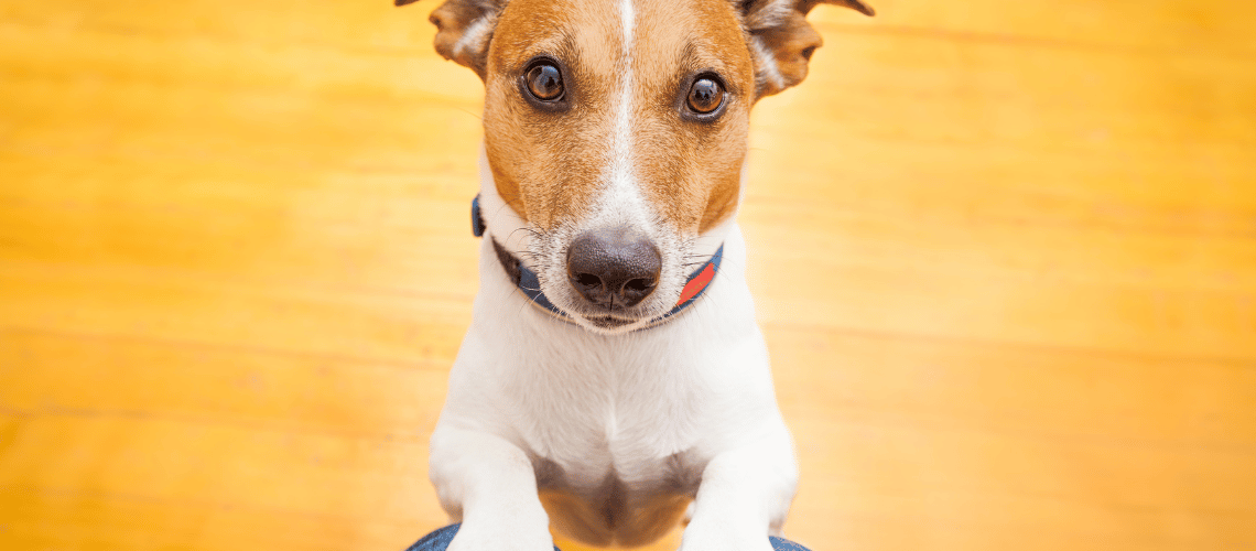 Small dog begging.