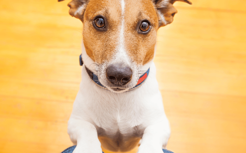 Small dog begging.