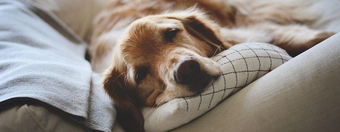 Dog sleeping on the couch.