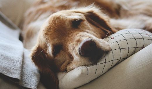 Dog sleeping on the couch.