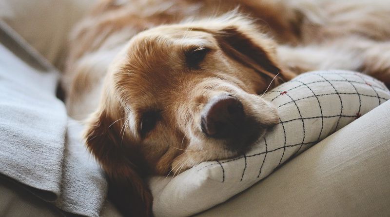 Dog sleeping on the couch.