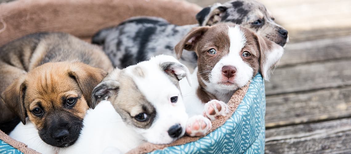 Basket of puppies.