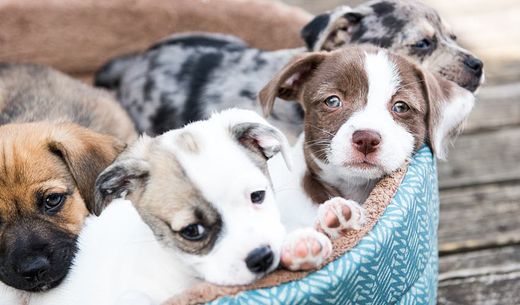 Basket of puppies.