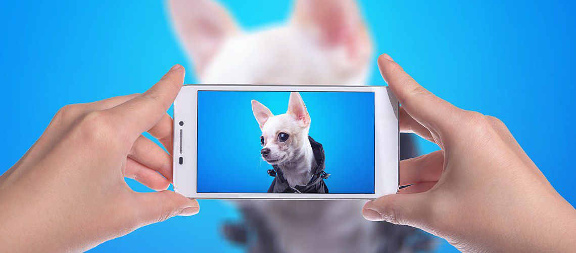 Two hands hold a smartphone that is taking a picture of a small, white dog.
