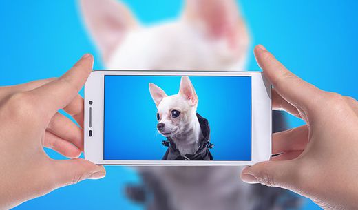 Two hands hold a smartphone that is taking a picture of a small, white dog.