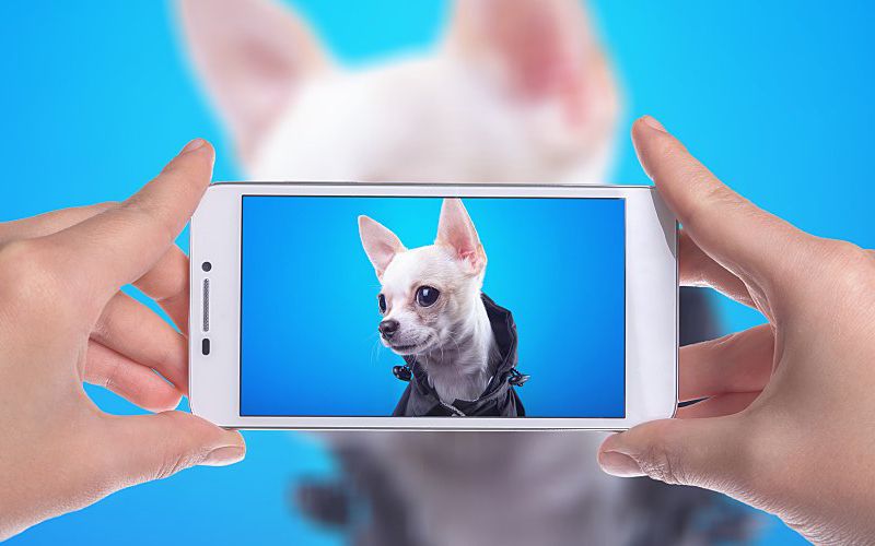 Two hands hold a smartphone that is taking a picture of a small, white dog.