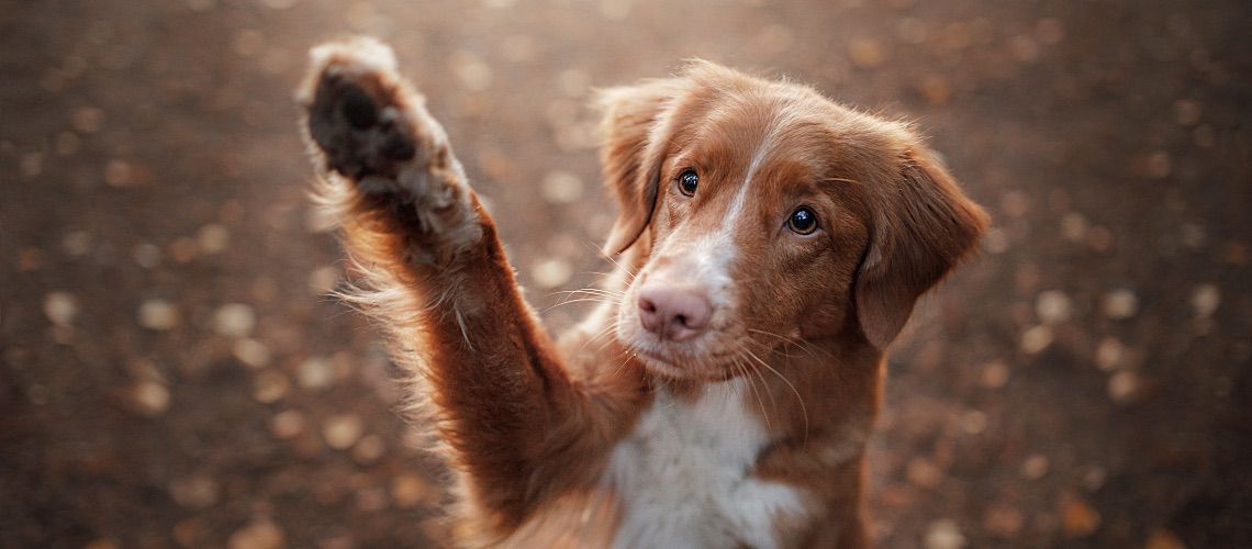 A cute brown dog waves its paw.