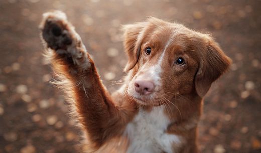 A cute brown dog waves its paw.