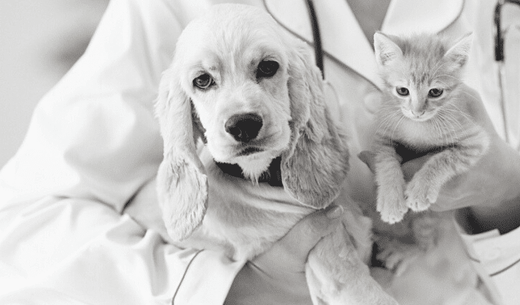 A vet in a white coat holding a dog and kitten.
