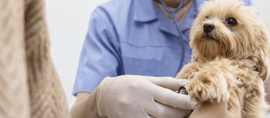 Infographic 5 Human Healthcare Trends The Veterinary Industry Can Put