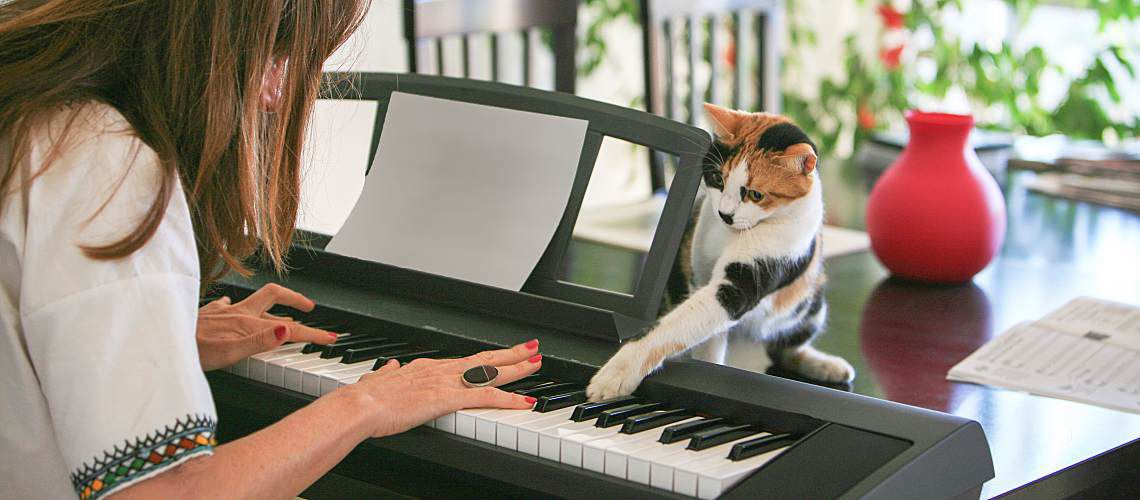Person plays piano with cat.