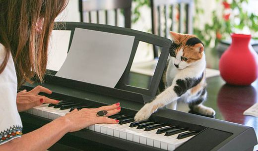 Person plays piano with cat.