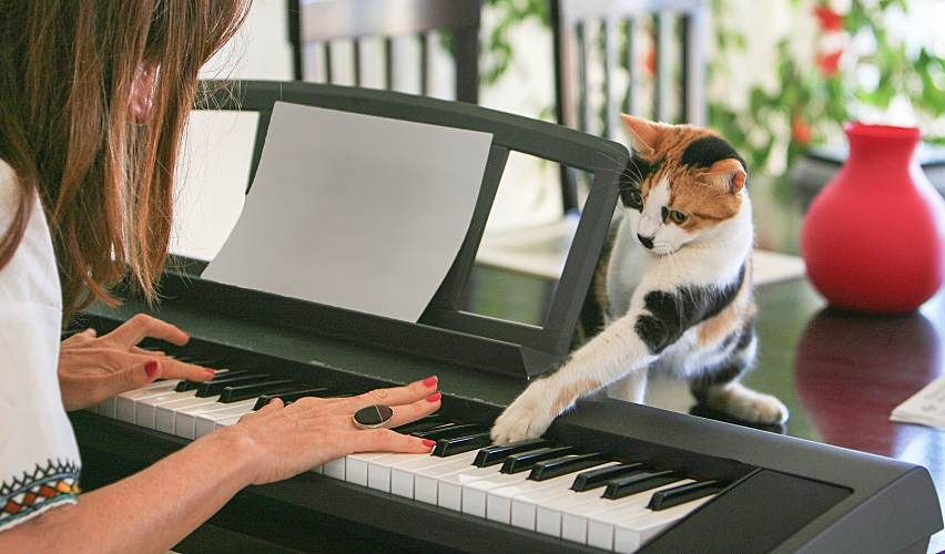 Person plays piano with cat.