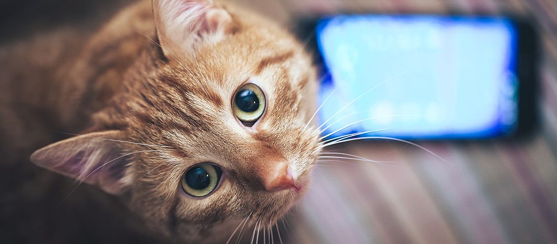 Large orange cat looking up