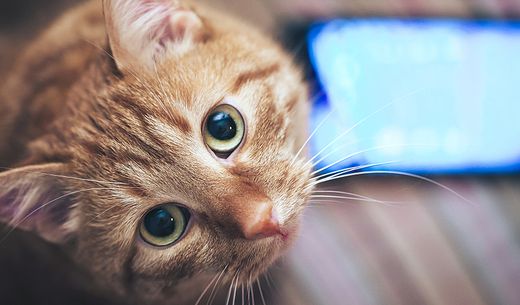 Large orange cat looking up