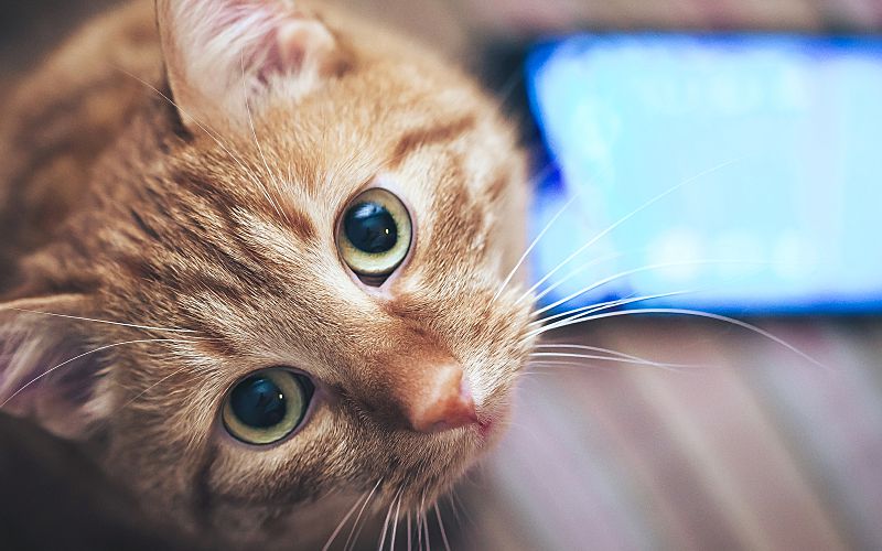 Large orange cat looking up