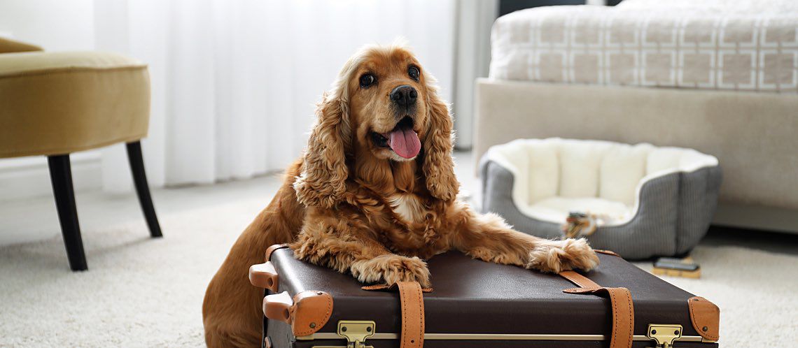 Cute cocker spaniel dog sitting on a suitcase.
