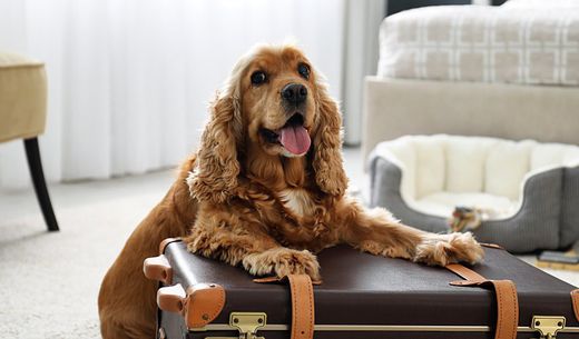 Cute cocker spaniel dog sitting on a suitcase.