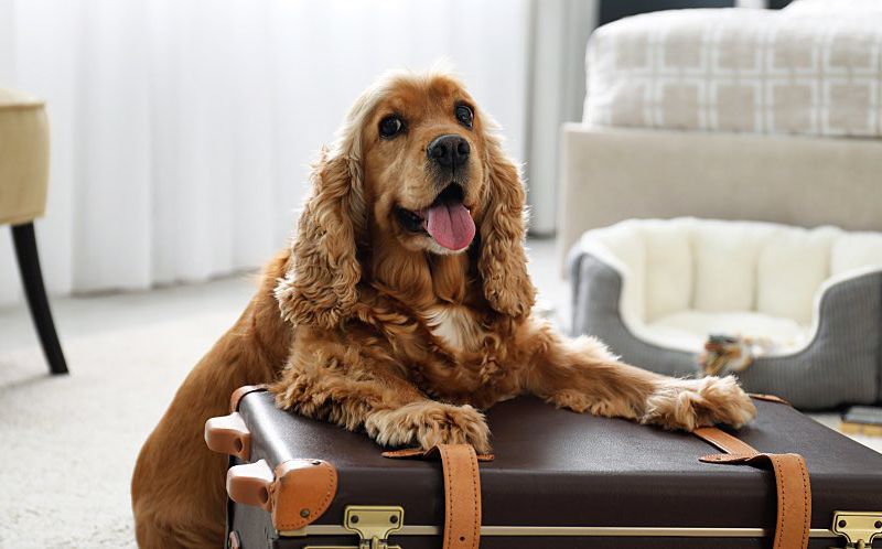 Cute cocker spaniel dog sitting on a suitcase.