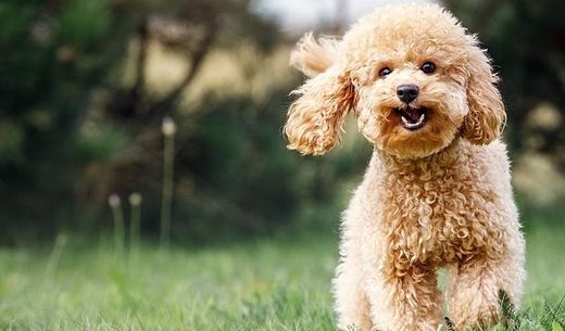 A light brown poodle runs through a lawn.